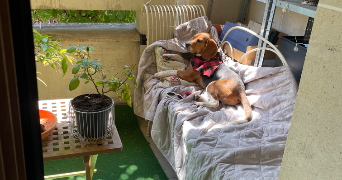 nelly pet sitter à ST MANDE 94160_2