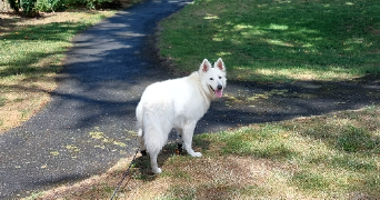 sabine dog sitter à CHOLET 49300_2