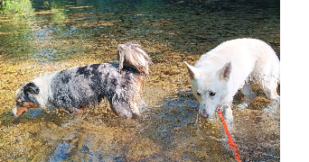 emmy pet sitter à SIX FOURS LES PLAGES 83140_1