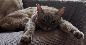 manar maya pet sitter à RENNES 35000_1