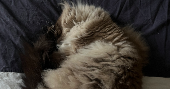 blanche pet sitter à NANTES 44000_2
