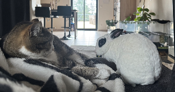 sihem pet sitter à VILLIEU LOYES MOLLON 01800_1