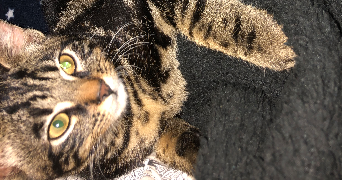 océane pet sitter à LONGEVILLE 25330_2