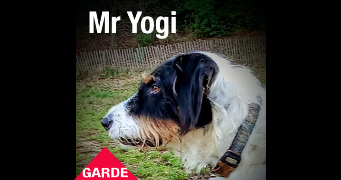 helene pet sitter à MONTPELLIER 34000_2