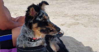 olivier pet sitter à VALENTINE 31800_2