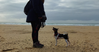 mélissa pet sitter à CHERBOURG EN COTENTIN 50100_1