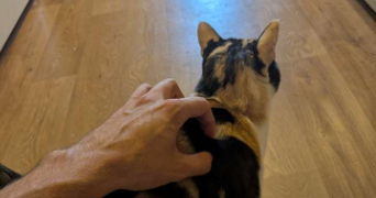 alexis pet sitter à LIFFRE 35340_8