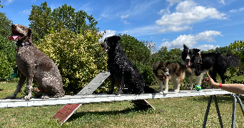 lou pet sitter à ST ROMAIN DE JALIONAS 38460_3