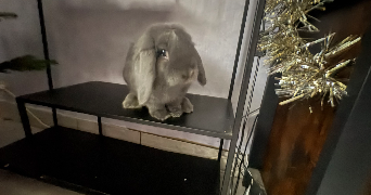 shirley pet sitter à ST HILAIRE DU HARCOUET 50600_2