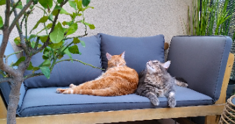 chrystele pet sitter à UZES 30700_3
