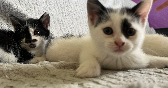 lana pet sitter à BEVILLERS 59217_2