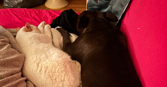 cindle pet sitter à BRUNOY 91800_4