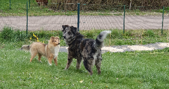 fabienne pet sitter à BOUIX 21330_6