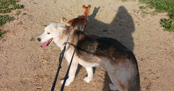 cindy pet sitter à PERPIGNAN 66000_6