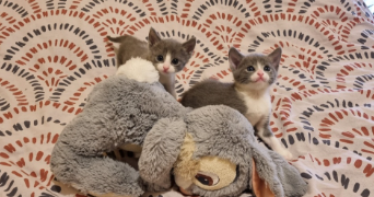 cyrille pet sitter à LUCON 85400_5