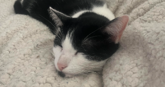 soukaina pet sitter à PLAISIR 78370_2