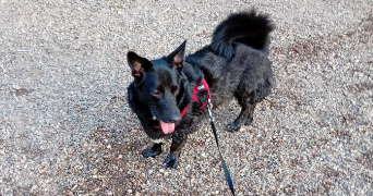 ewa-marion pet sitter à ECKBOLSHEIM 67201_8