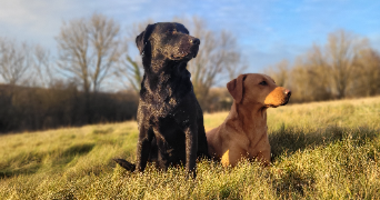 laura pet sitter à BUCY LE LONG 02880_1