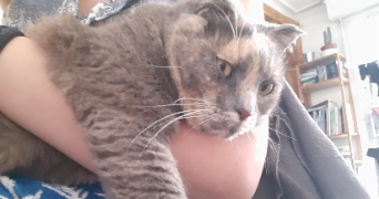 audrey pet sitter à BORDEAUX 33800_2