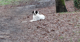 adeline pet sitter à AURAY 56400_1
