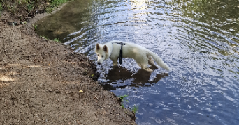 Amélie  pet sitter à Salaise-sur-Sanne 38150_6