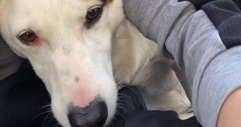 lucas pet sitter à BRETIGNY SUR ORGE 91220_2