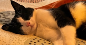 loève cat sitter à BREST 29200_2
