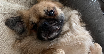 justine pet sitter à VILLEQUIER AUMONT 02300_1
