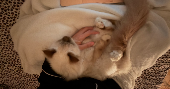stella pet sitter à Paris  75015_7