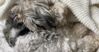 eva pet sitter à PESSAC 33600_1