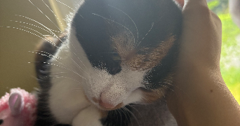 cali pet sitter à WALBOURG 67360_2