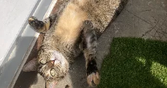 clara pet sitter à MONTPELLIER 34000