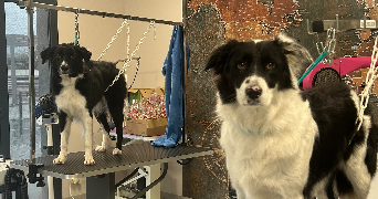 lou pet sitter à TRANS EN PROVENCE 83720_2