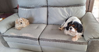 chantal pet sitter à LE CANNET DES MAURES 83340_4