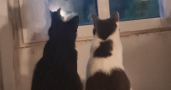 julie pet sitter à TINCHEBRAY BOCAGE 61800_5