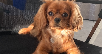 cora pet sitter à ST JEAN DE VEDAS 34430_2