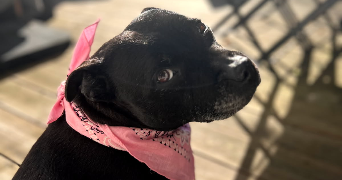 shani pet sitter à BORDEAUX 33300_8