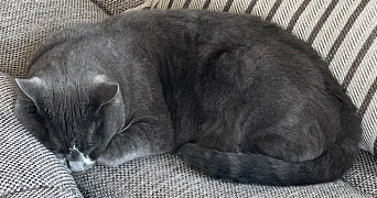 romane pet sitter à TOULOUSE 31400_1