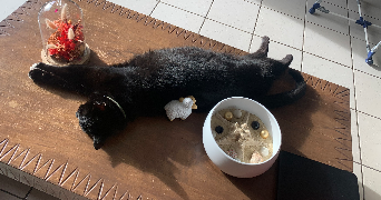 amandine pet sitter à Biard 86580_1