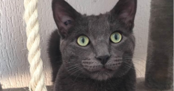 mylene pet sitter à ST GENIS LES OLLIERES 69290_2