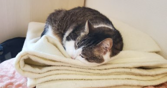 ségolène cat sitter à BOULOGNE BILLANCOURT 92100_1