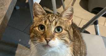 léa pet sitter à GARDANNE 13120_0