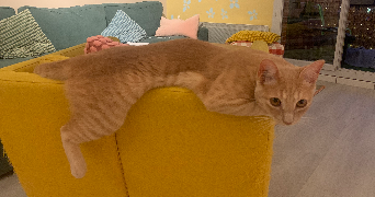 maëlys pet sitter à TOULOUSE 31200_6