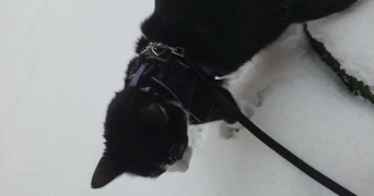 océane pet sitter à FORGES LES EAUX 76440_4