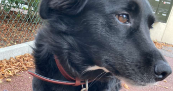 sandy pet sitter à L ETANG LA VILLE 78620_9