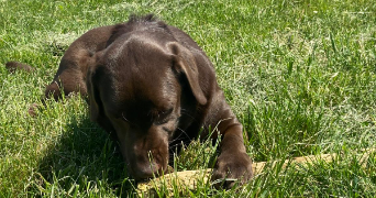 nathan dog sitter à NEUILLY SUR SEINE 92200_3