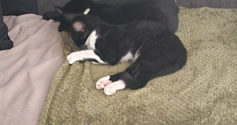 marais pet sitter à PONTIVY 56300_0