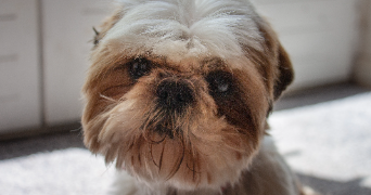 nicolas pet sitter à Clermont-Ferrand 63000_5