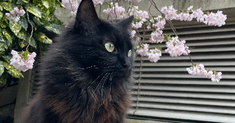 léa pet sitter à LE CHESNAY ROCQUENCOURT 78150_2