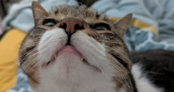 mylène pet sitter à VILLEURBANNE 69100_3